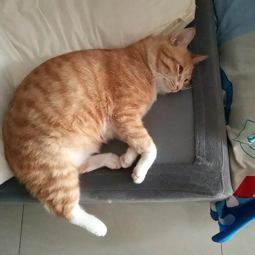 花鸟市场的橘猫多少钱一只(花鸟市场的橘猫多少钱一只幼崽)