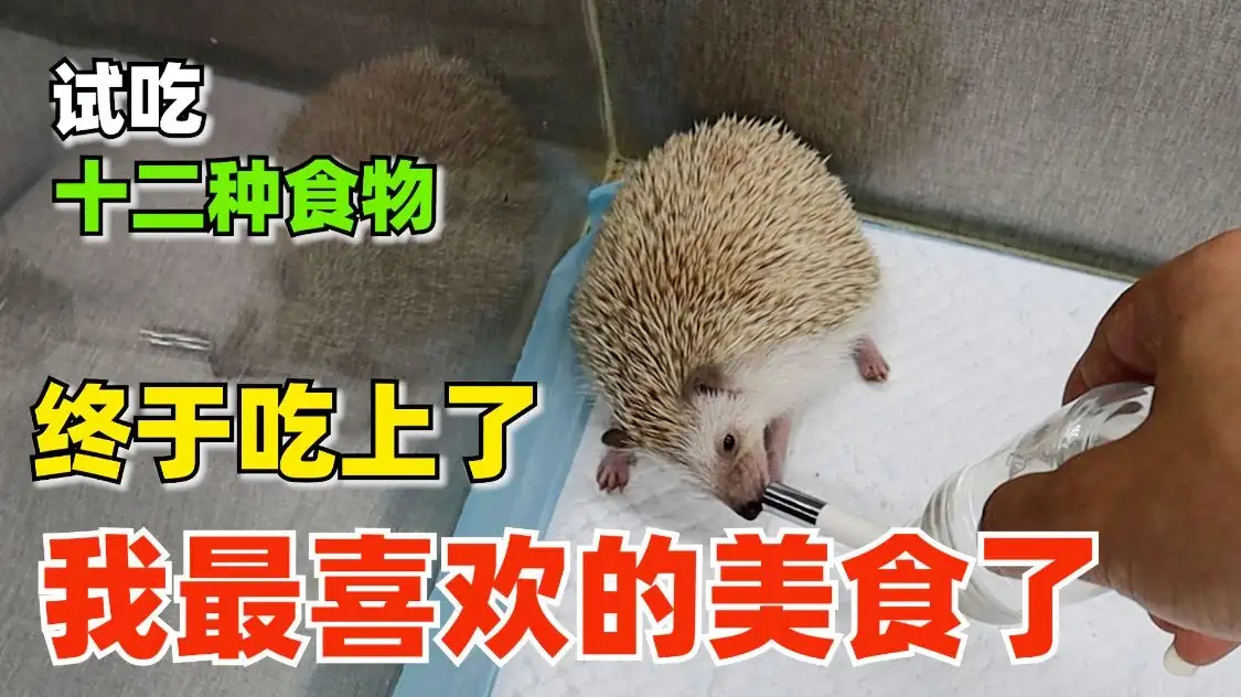 刺猬喜欢吃的食物(刺猬喜欢吃的食物简笔画)
