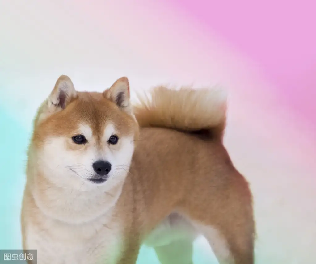 柴犬秋田犬(柴犬秋田犬区别图片)
