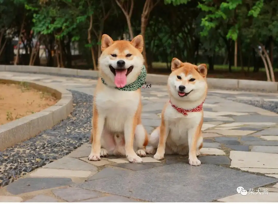 柴犬秋田犬(柴犬秋田犬区别图片)