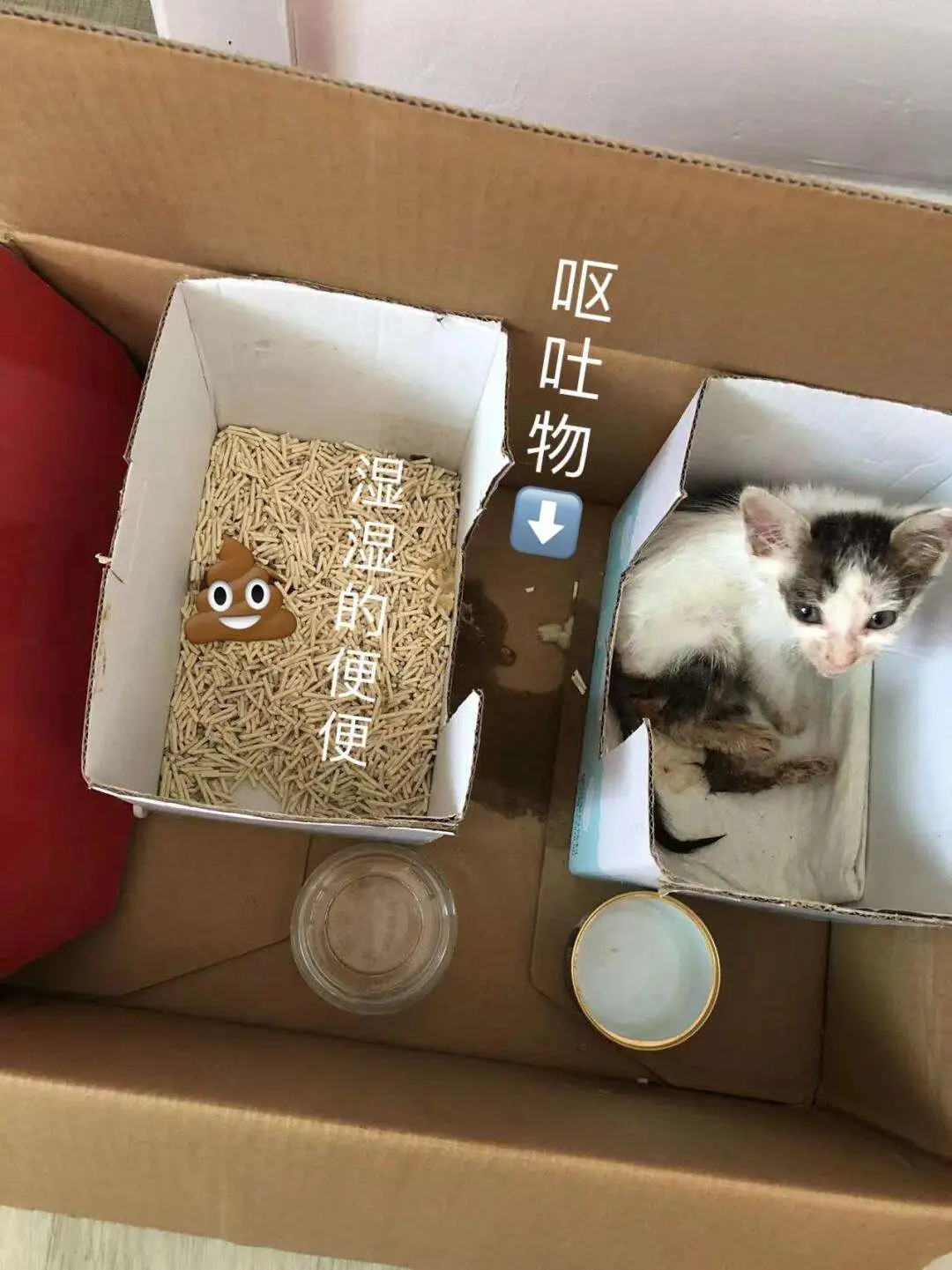 猫咪便秘可以用开塞露通便吗(猫咪最多便秘几天,猫咪便秘能用开塞露)
