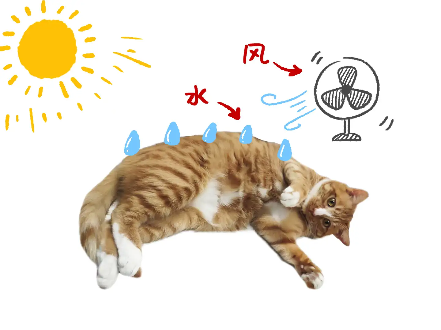 猫流汗(猫流汗无语表情包)