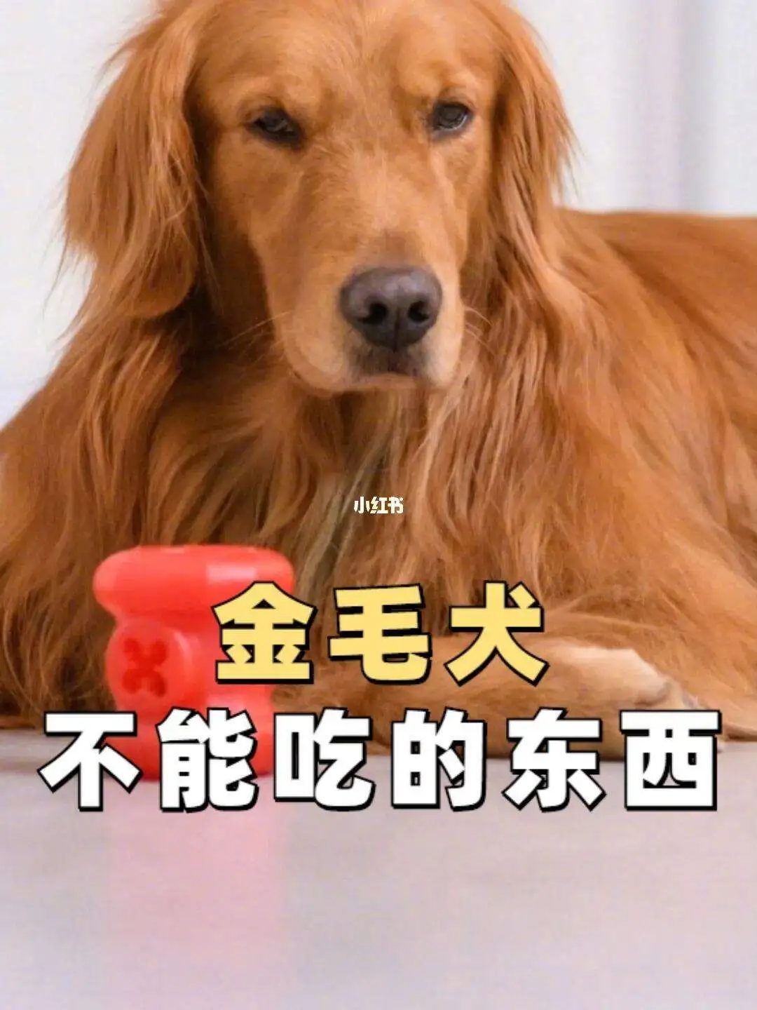 1岁金毛吃什么狗粮(一岁金毛一天吃几顿比较好)