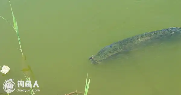黑鱼没水可以活多久(黑鱼没水可以活多久呢)