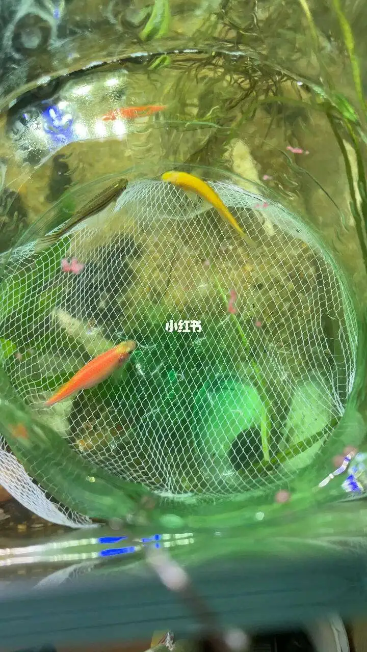 斑马鱼孵化出来怎么养(斑马鱼孵化出来怎么养的)