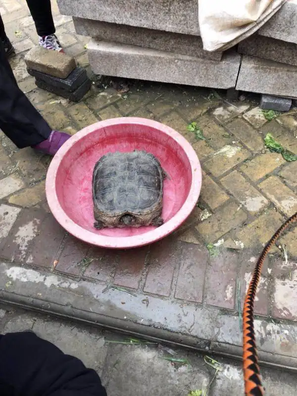 龟放生好还是送人好(龟放生好还是送人好养)
