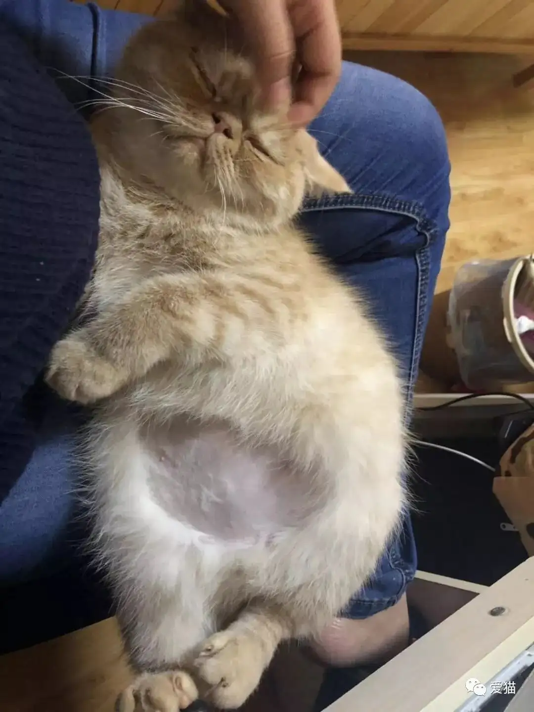 猫传腹的猫腹部是什么样子的(猫传腹肚子症状照片 早期症状)