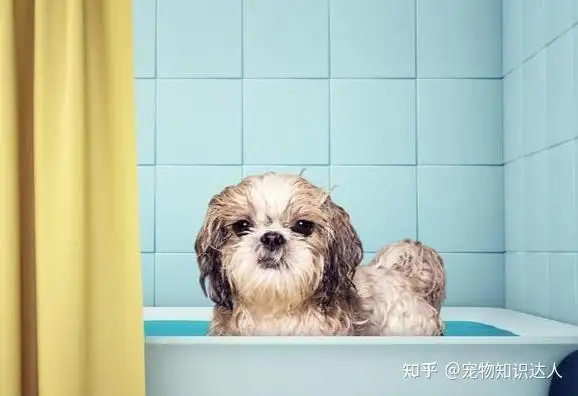 产后狗狗多久可以洗澡(产后狗狗多久可以洗澡洗头)