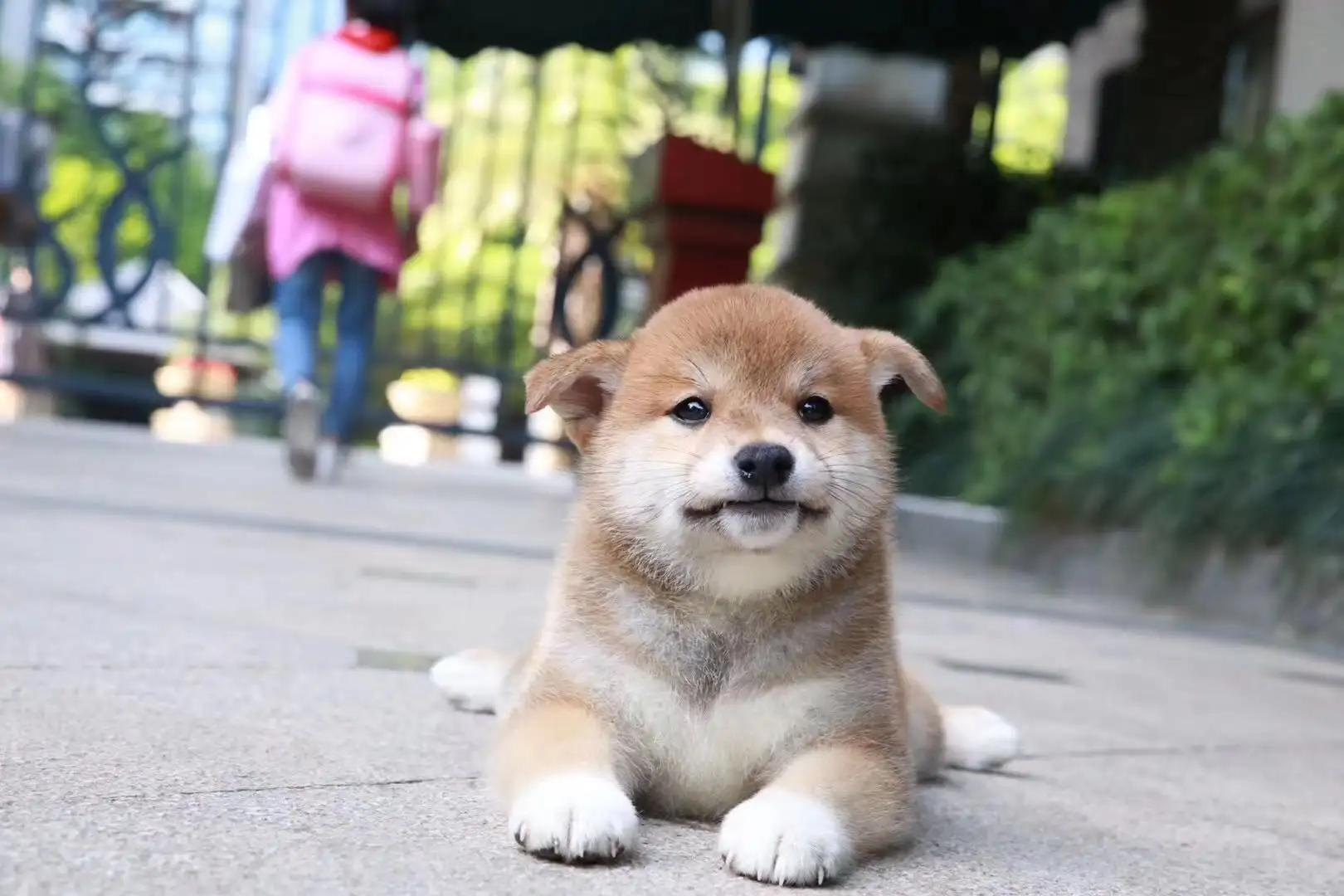 柴犬怎么叫(柴犬怎么叫啥名字都跟人走了呢)