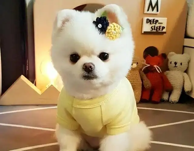 小型好养的狗(小型好养的狗排名)
