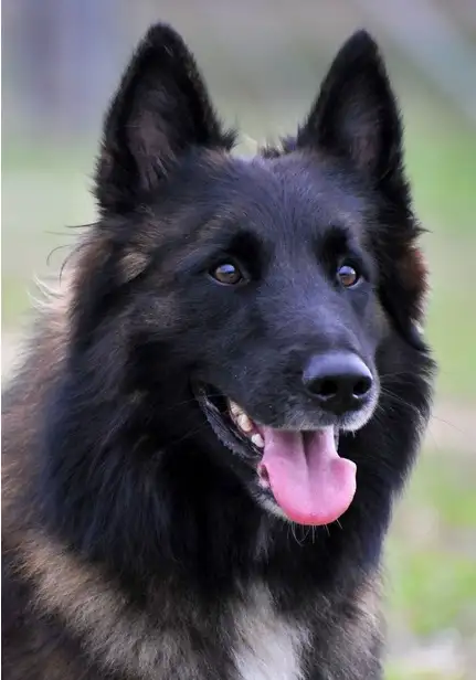 比利时牧羊犬价格多少钱一只(比利时牧羊犬多少钱一只比利时牧羊犬价格出售)