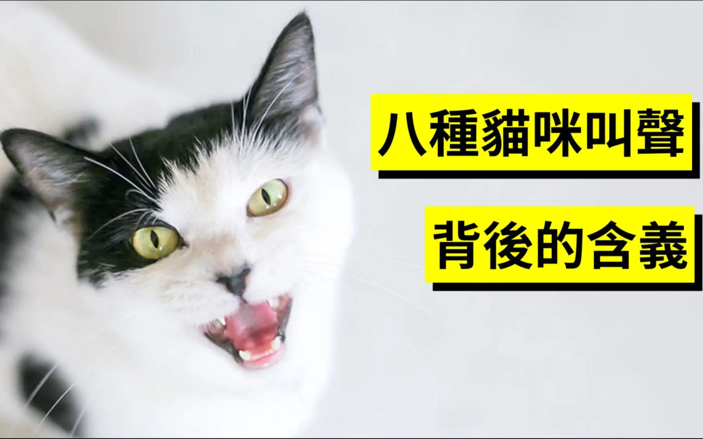 猫最喜欢的声音(猫最喜欢的声音是什么)