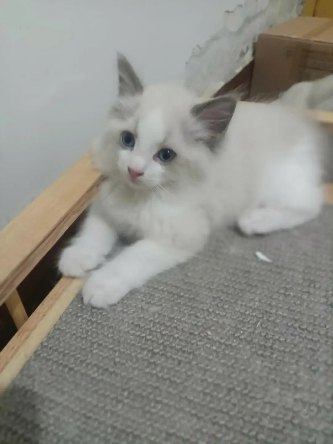 两个月布偶猫多少钱一只(两个月布偶猫多少钱一只,在哪购买纯种)