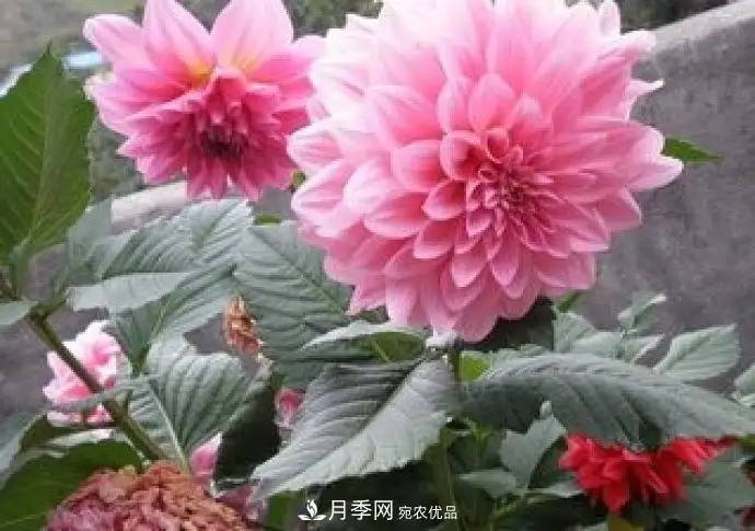 月季能活多少年(月季能活多少年 月季的寿命长吗)