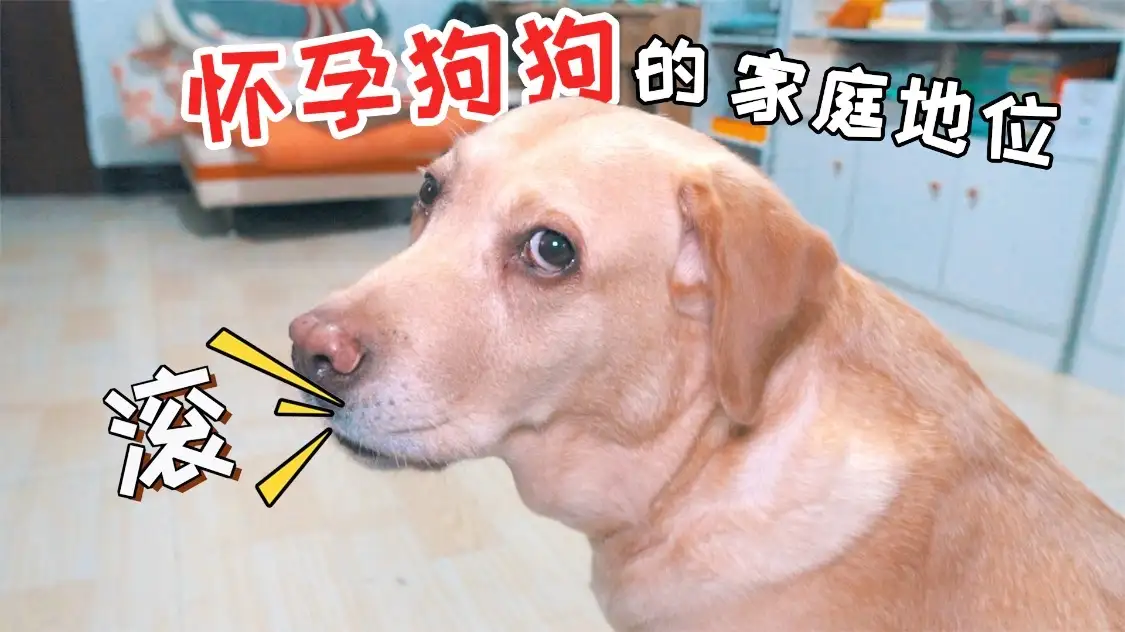 7个月狗狗会怀孕吗(7个月狗狗会怀孕吗正常吗)