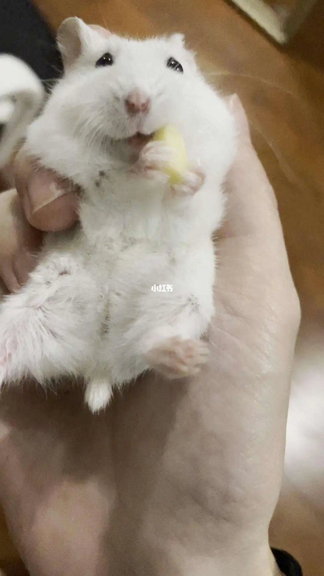 20天的仓鼠有多大(二十几天的仓鼠吃什么)
