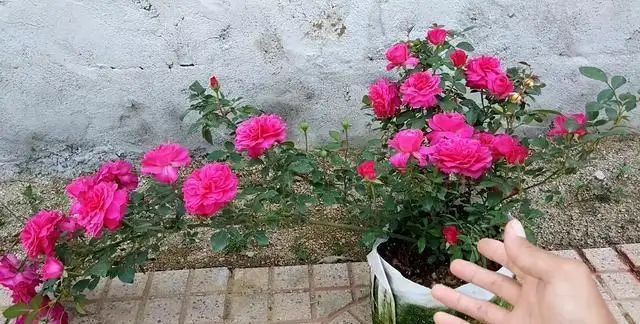 月季能活多少年(月季能活多少年 月季的寿命长吗)