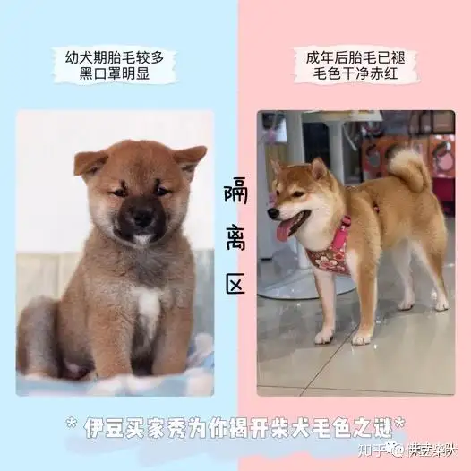 日本秋田犬和柴犬有什么区别(日本名犬秋田犬和柴犬是一种吗)