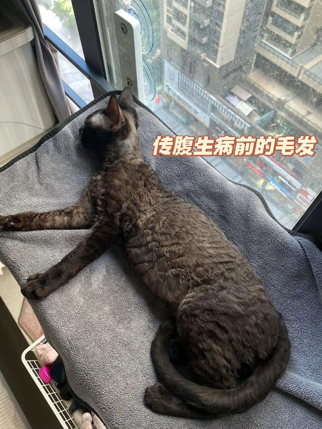 猫传腹到底是(猫传腹到底是什么引起的)