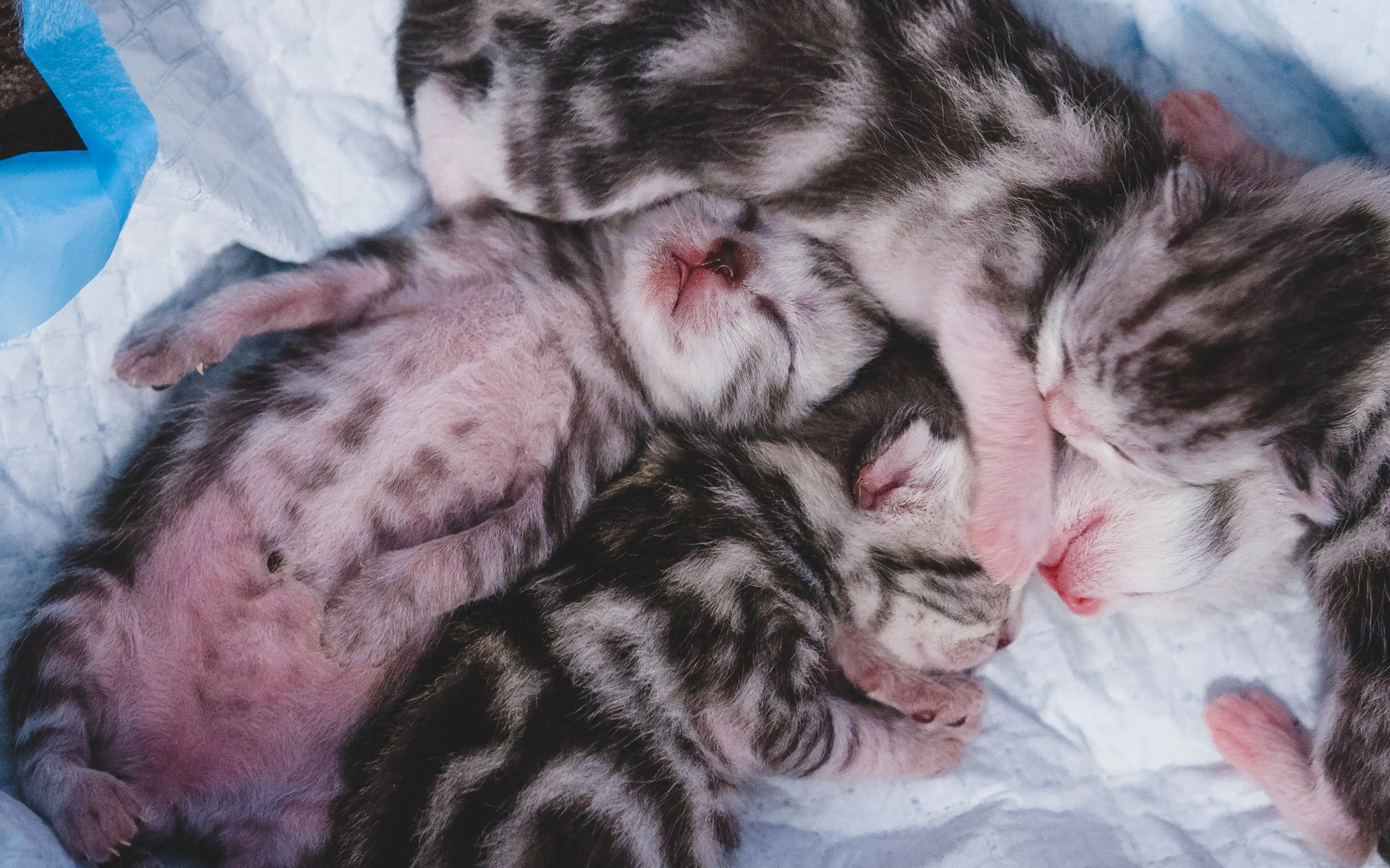猫怀孕多久生产(一般猫怀孕多久生产)
