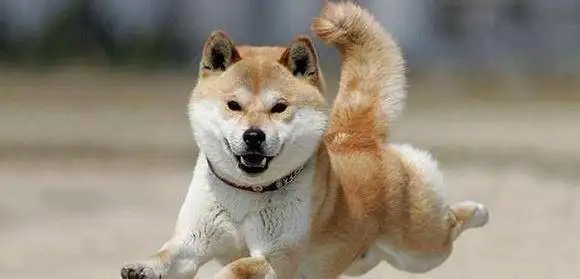 柴犬怎么看才是好犬(柴犬怎么看才是好犬呢)