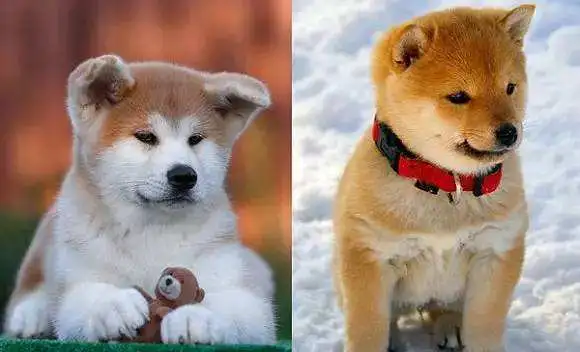 日本秋田犬和柴犬有什么区别(日本名犬秋田犬和柴犬是一种吗)