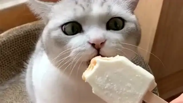 猫猫能吃雪糕吗(猫可以吃雪糕冰淇淋吗巧克力味的)