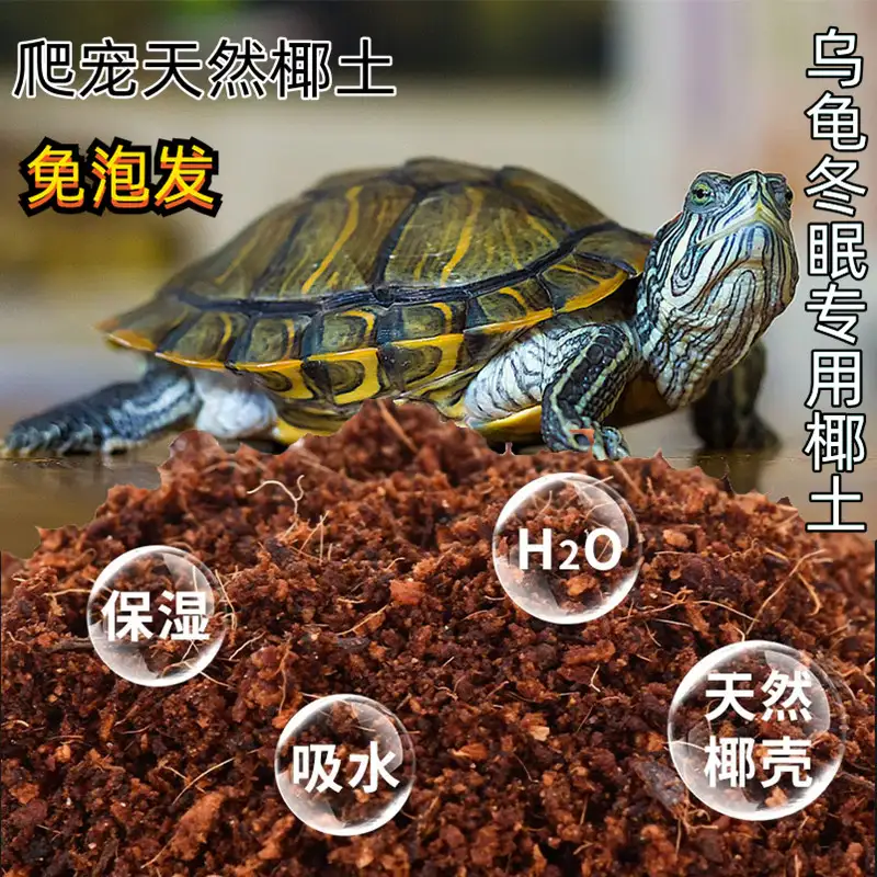 乌龟如何过冬(乌龟如何过冬比较好)