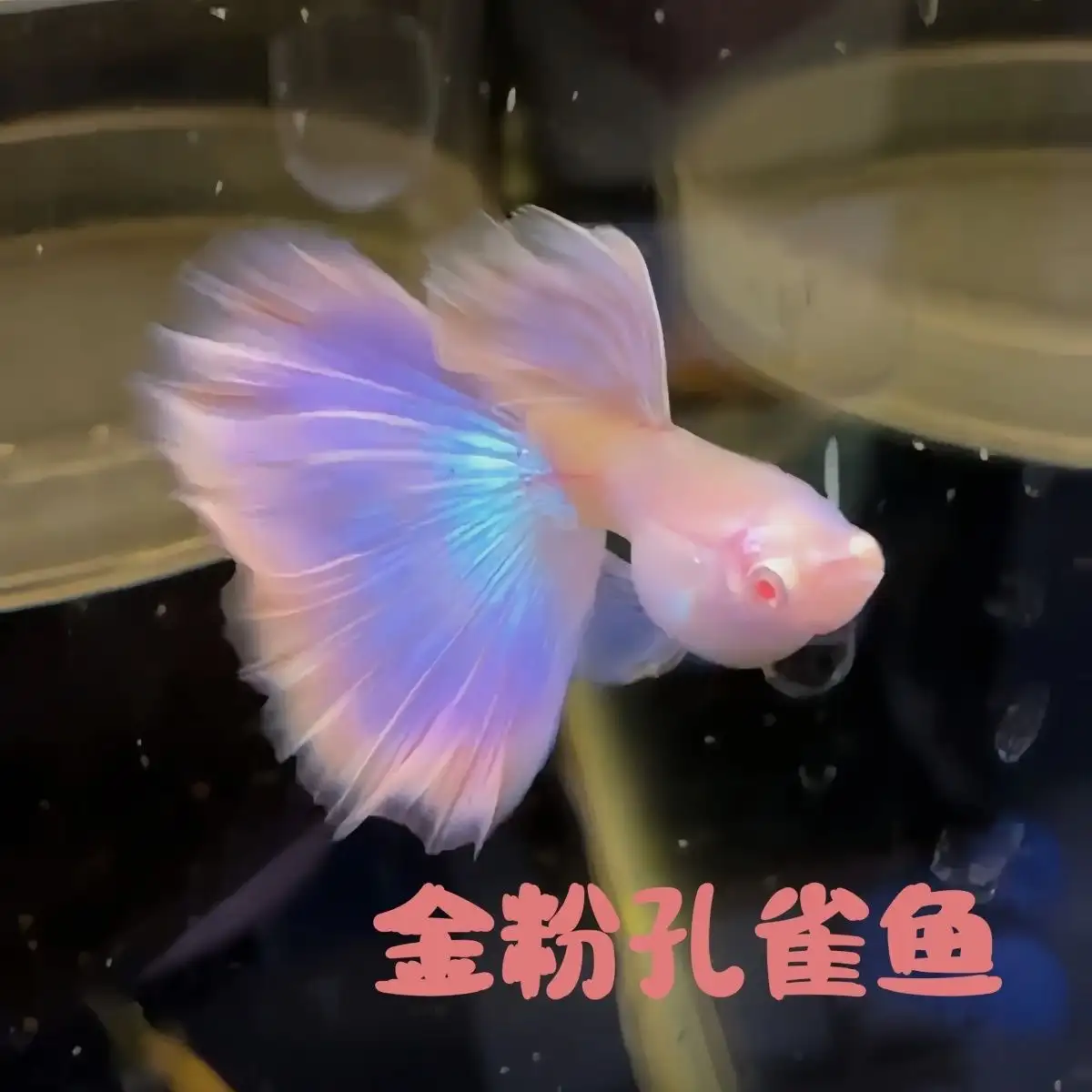 新生孔雀鱼小鱼怎么养(新生孔雀鱼小鱼怎么养好)