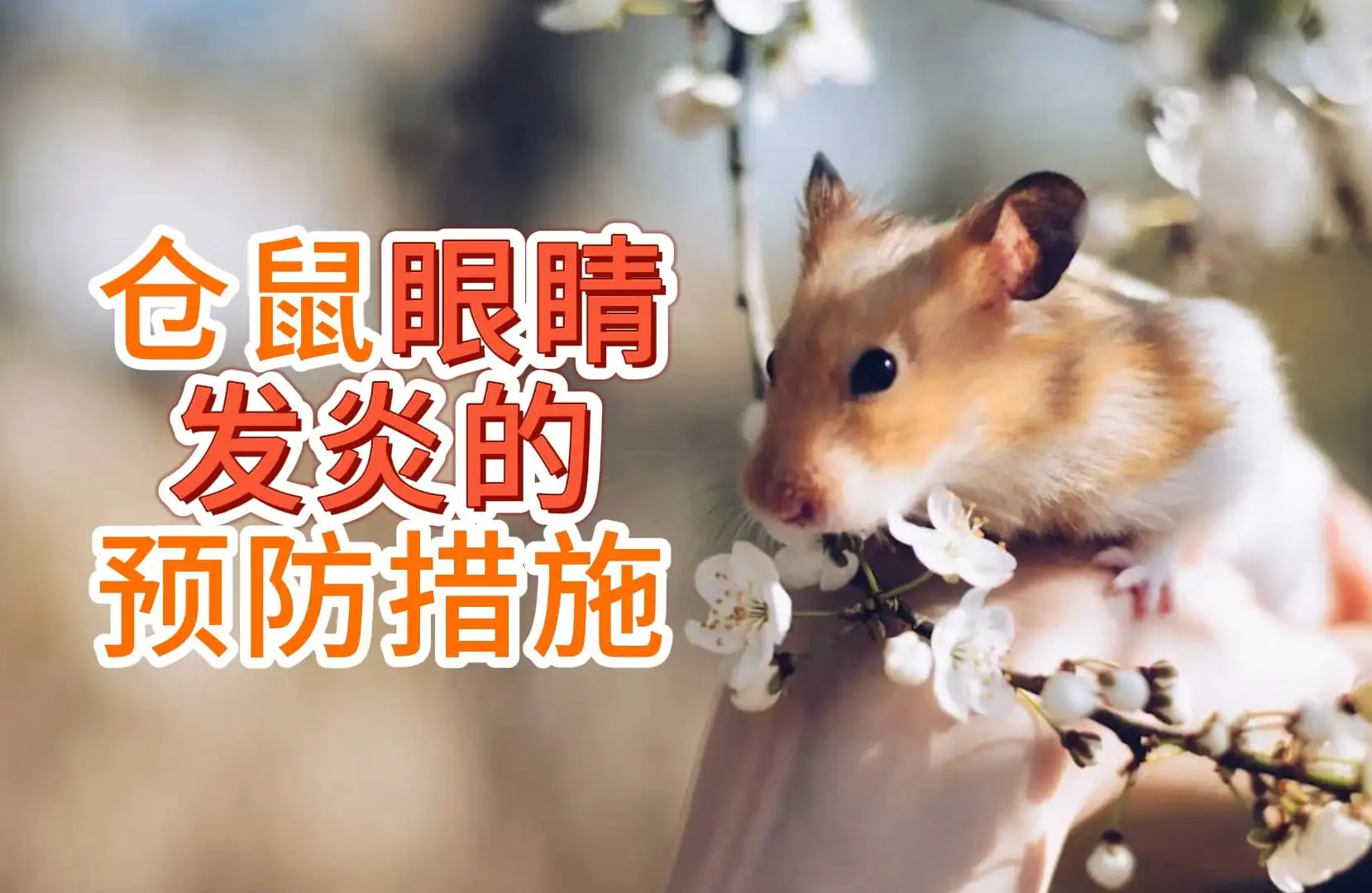 仓鼠掉眼睛(仓鼠掉一只眼睛)