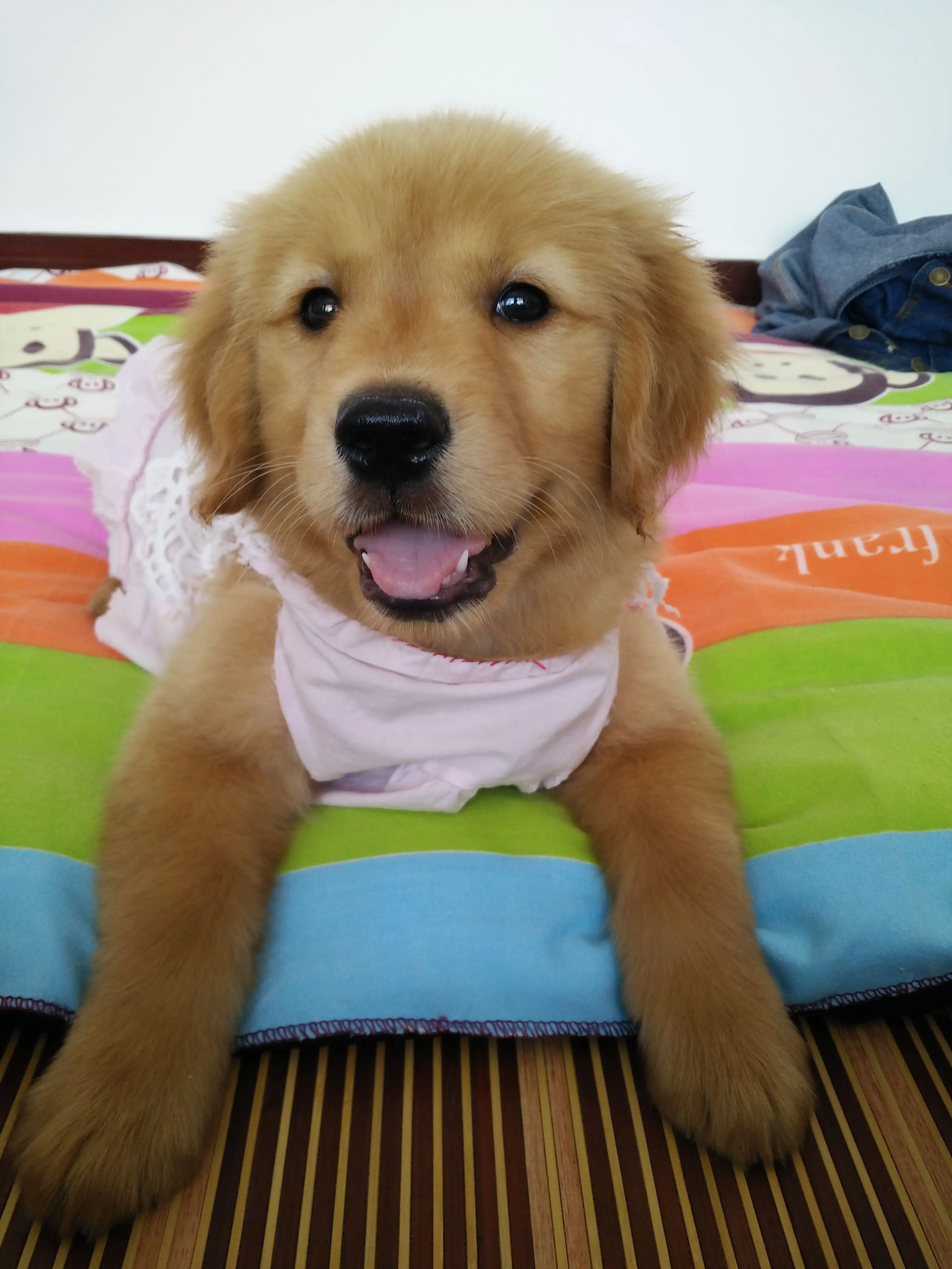 金毛犬几个月就不长了(金毛犬几个月就不长了正常吗)