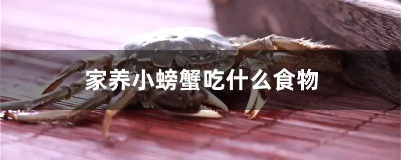 螃蟹可以吃鱼的食物吗(螃蟹可以吃鱼的食物吗视频)