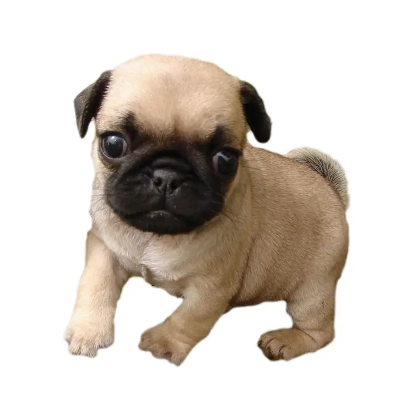 狗狗品种小型犬(狗狗品种小型犬短毛)
