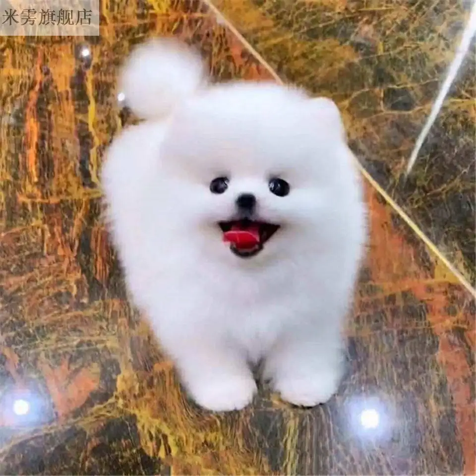 俊介犬价格多少钱一只(俊介犬价格多少钱一只图片)