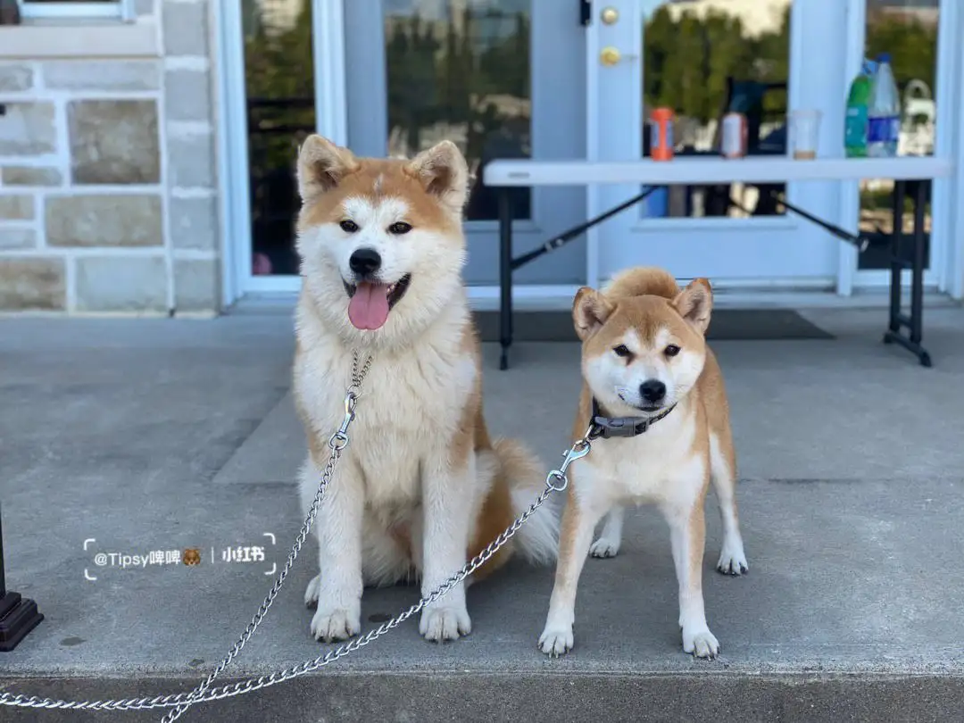 柴犬跟秋田犬(柴犬跟秋田犬是一个品种吗)