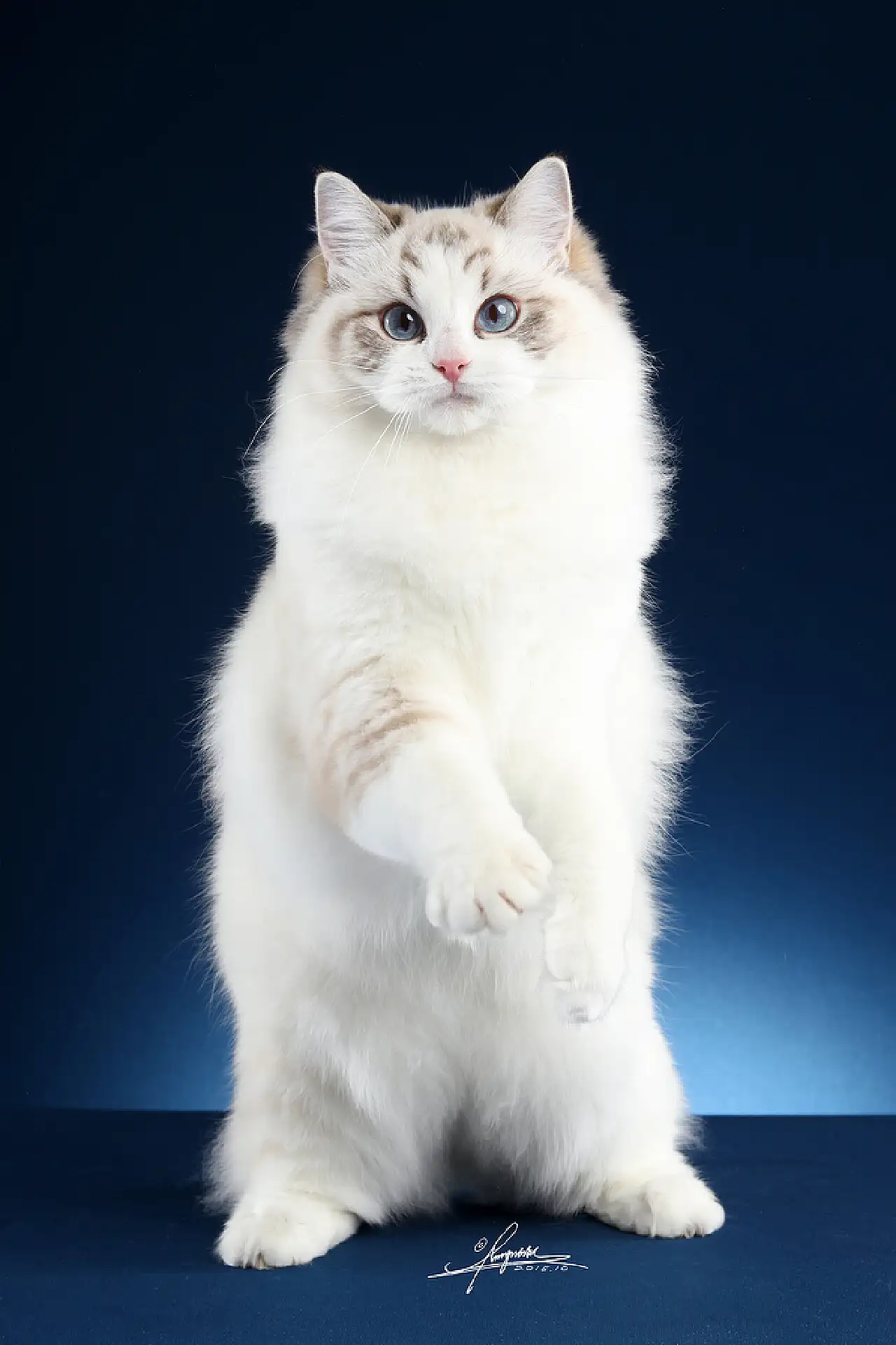 布偶猫咪图片(布偶猫咪图片高清)