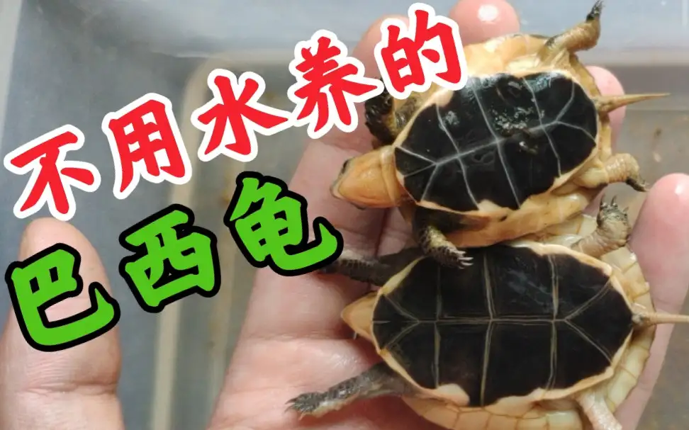巴西龟和什么龟可以一起养(巴西龟可以和什么龟一起养?)