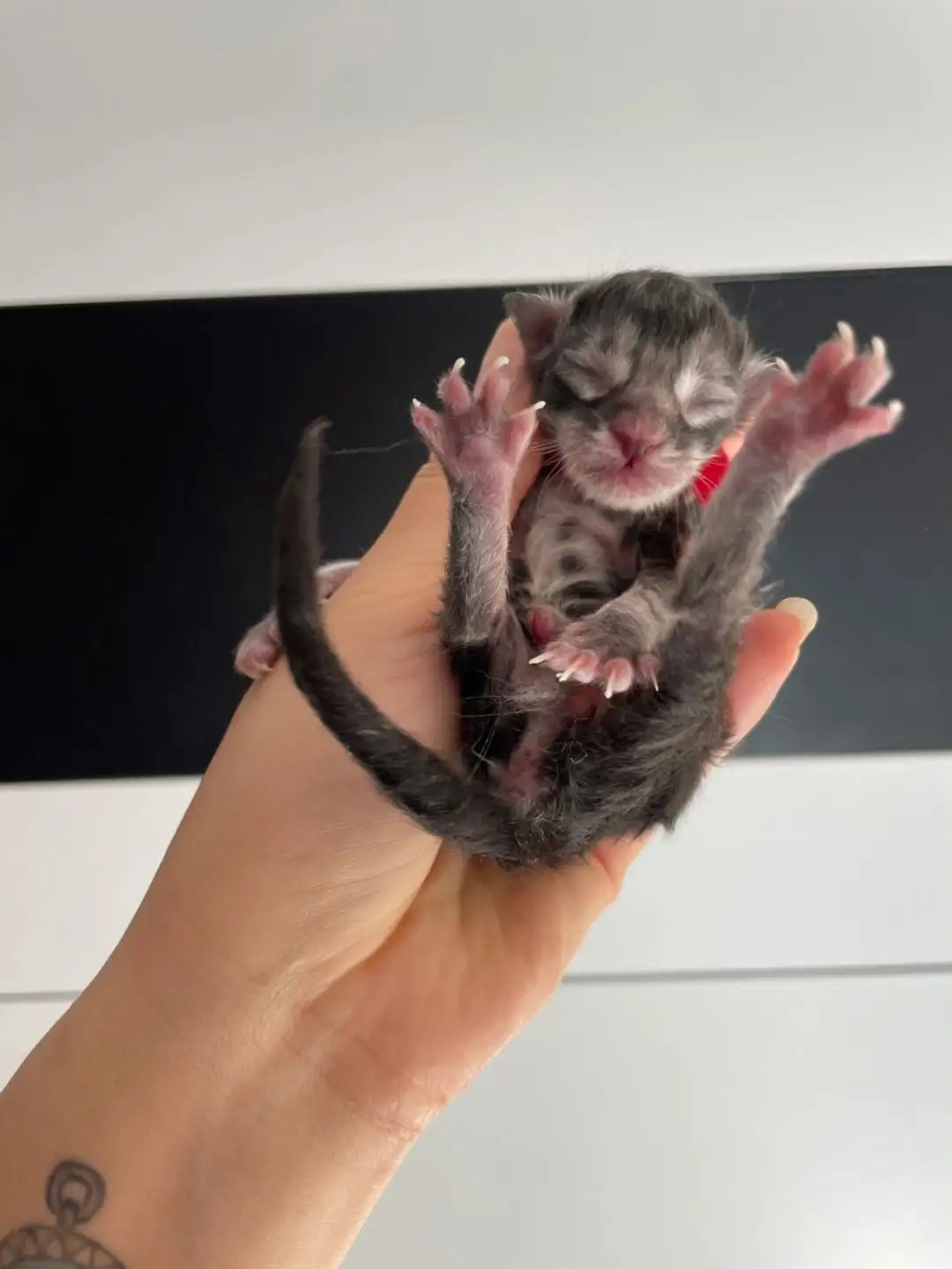 缅因猫幼崽(缅因猫幼崽多少钱一只)