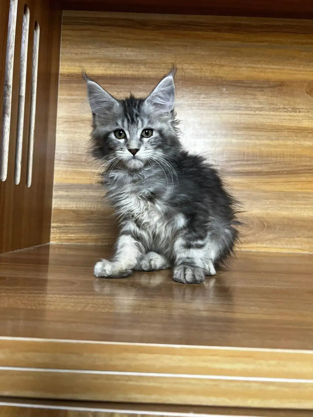 缅因猫幼崽(缅因猫幼崽多少钱一只)