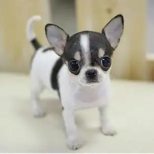 狗狗品种小型犬(狗狗品种小型犬短毛)