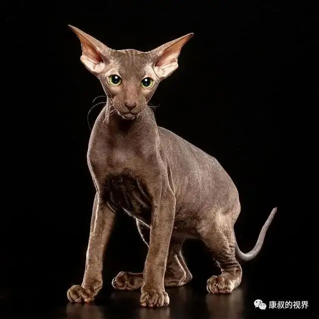 高品种的猫(高级品种的猫)