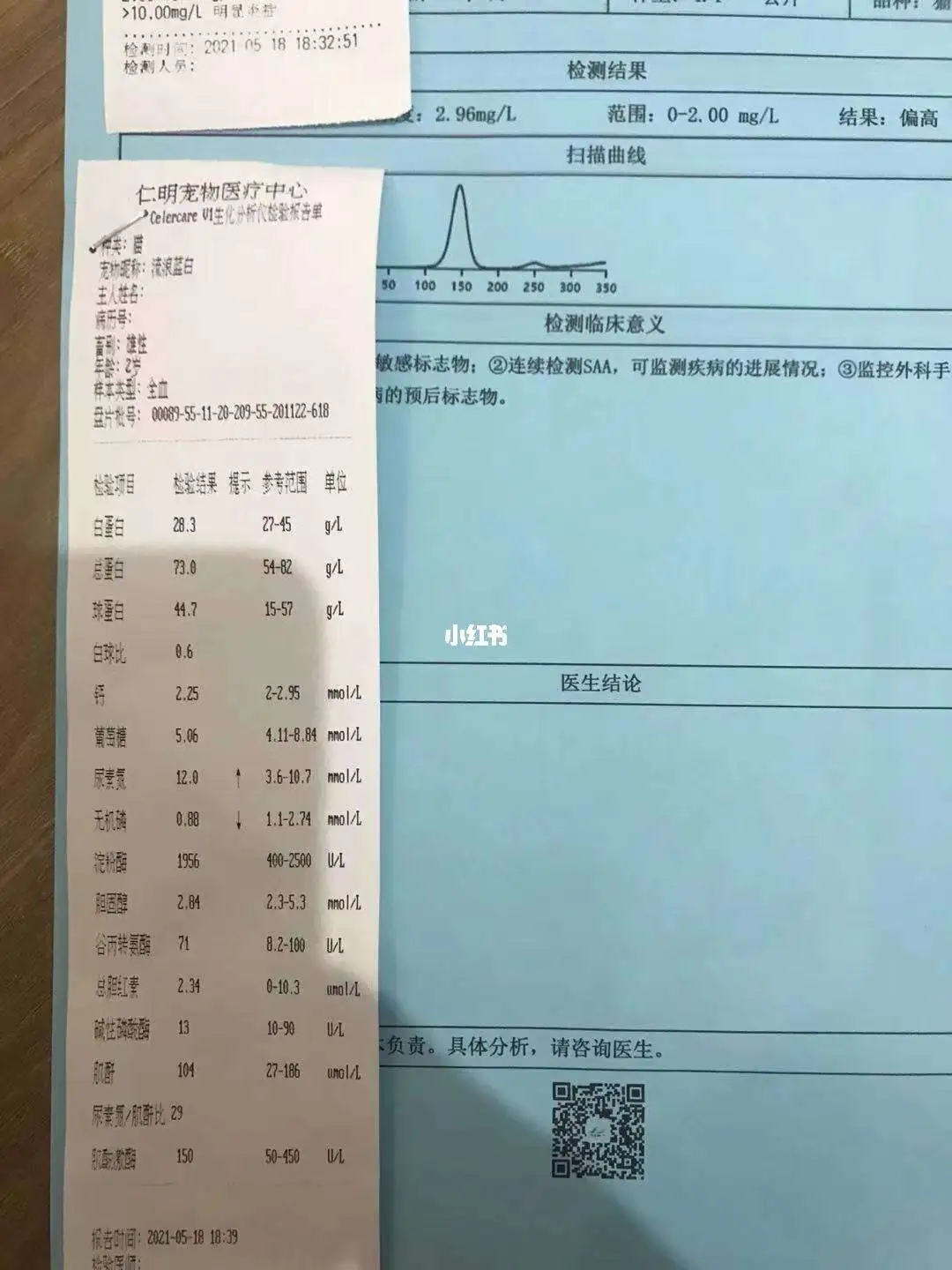 猫传腹指标(猫传腹指标正常但是还有腹水)