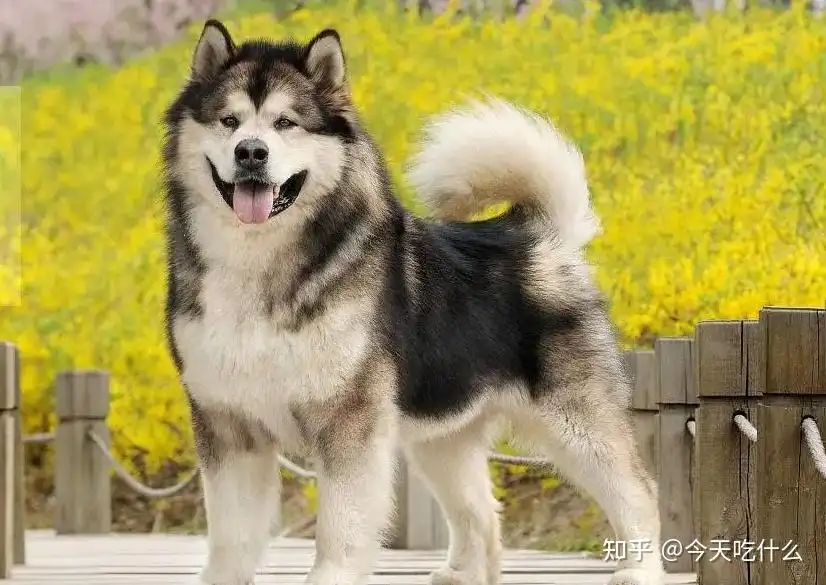 广州能养阿拉斯加犬吗(广州阿拉斯加属于禁养犬吗)