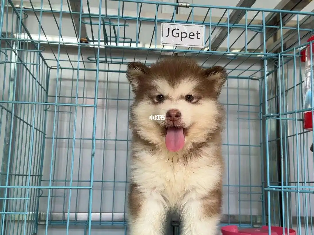 广州能养阿拉斯加犬吗(广州阿拉斯加属于禁养犬吗)