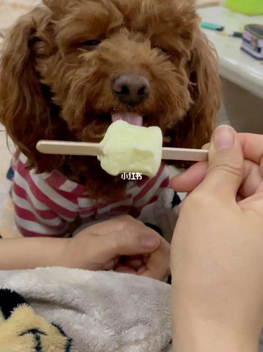 狗狗能吃冰淇淋雪糕吗(狗狗能吃雪糕冰棍冰淇淋吗)