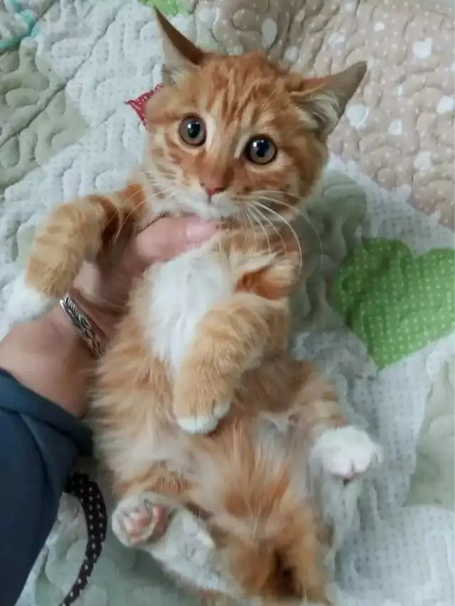 新手养公猫还是养母猫(新手养猫公的还是母的好)