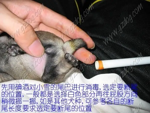 柯基犬为什么必须断尾(柯基为什么一定要断尾巴)