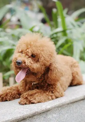 孕妇狗(孕妇狗肉)