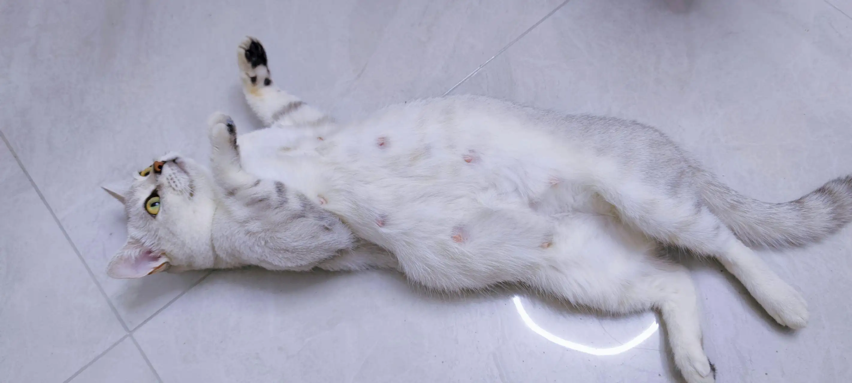 母猫怀孕时长(母猫怀孕长什么样)