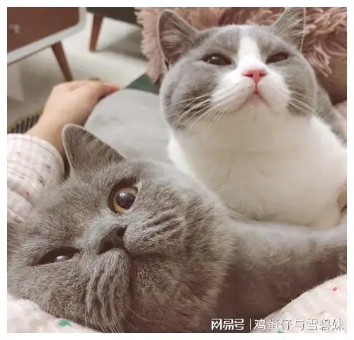 新手养公猫还是养母猫(新手养猫公的还是母的好)
